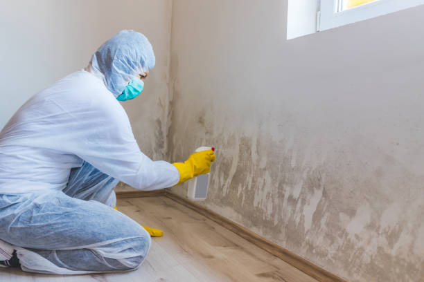 Licensed Attic Mold Removal service in Glen Mills, PA - WQB Mold Removal